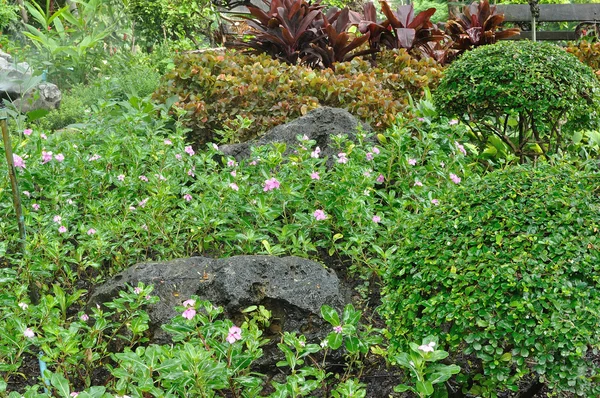 Vackra blommor i allmän trädgård — Stockfoto