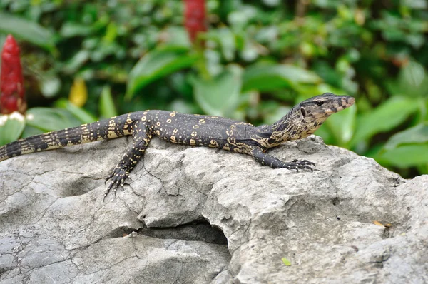 Piccola lucertola sulla roccia — Foto Stock