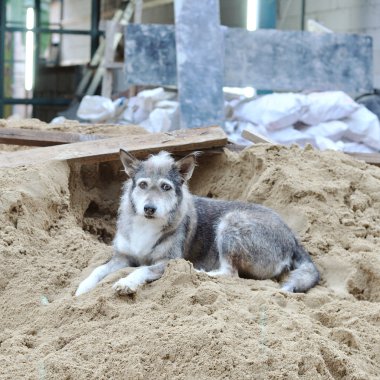 Tek gri sokak köpeği