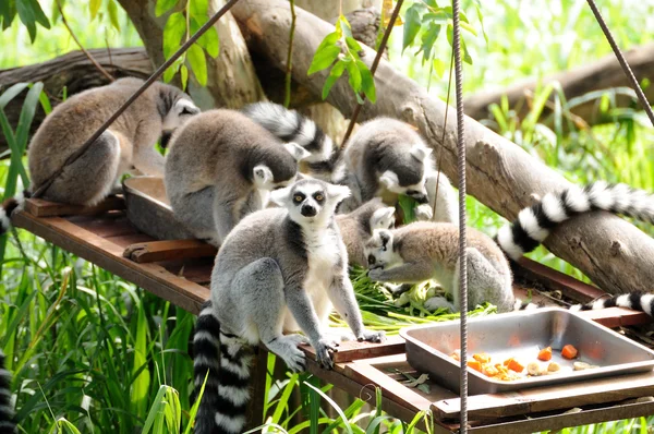 Lemur im öffentlichen Zoo — Stockfoto