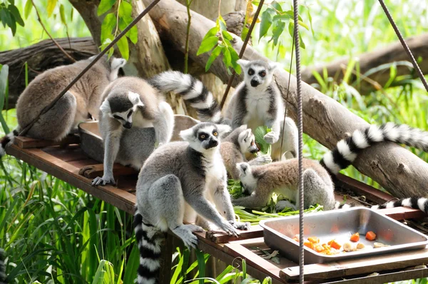 Lemur im öffentlichen Zoo — Stockfoto