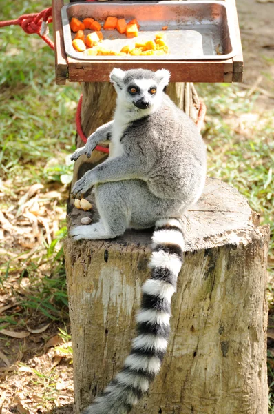 Lemur im öffentlichen Zoo — Stockfoto