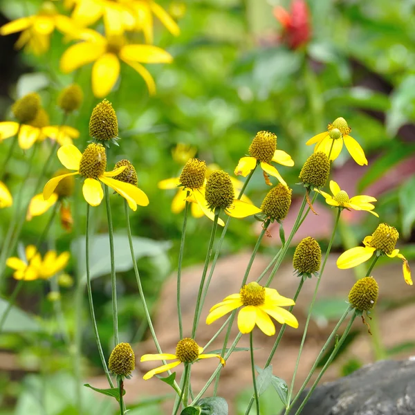 Group of yellow flowers — Stock Photo, Image