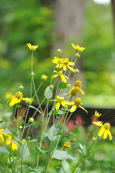 Groupe de fleurs jaunes — Photo