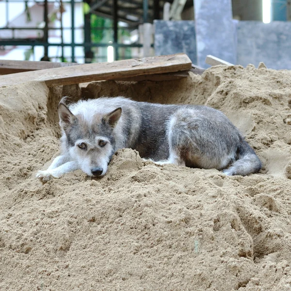 Single gray stray dog — Stock Photo, Image