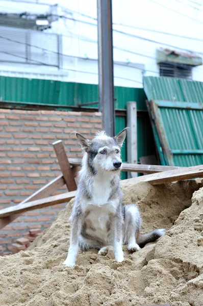 Solo perro callejero gris — Foto de Stock