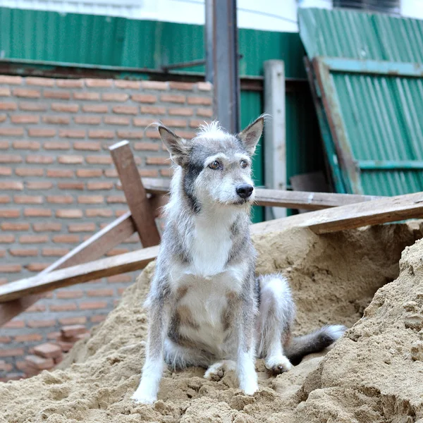 Single gray stray dog — Stock Photo, Image