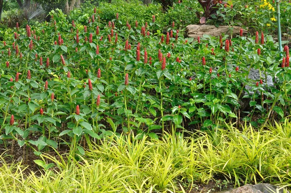 Group of Alpinia purpurata — Stock Photo, Image