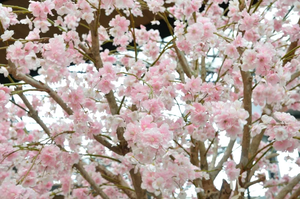 Sakura rosa tailandesa, flores artificiales . — Foto de Stock