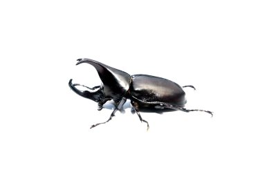 Xylotrupes gideon, Dynastidae