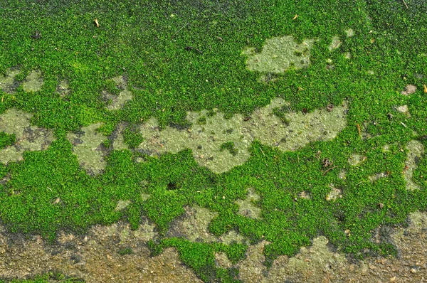 Moss on ground — Stock Photo, Image