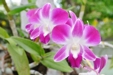 Mor orkideler
