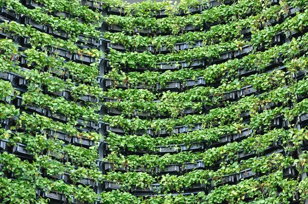 Plantas verdes en macetas —  Fotos de Stock