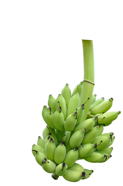 Bunch of bananas — Stock Photo, Image