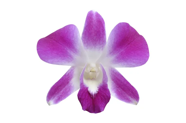 Violet orchid — Stock Photo, Image