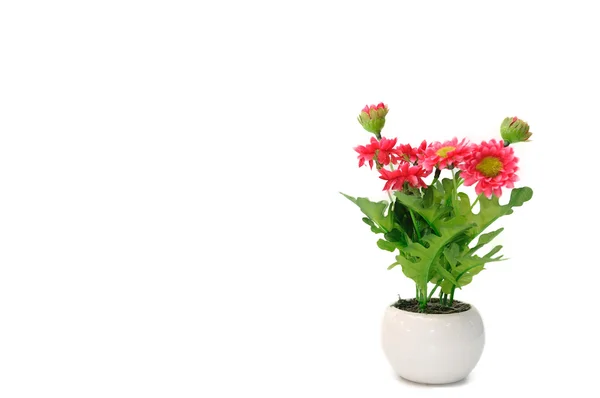 Red flowers — Stock Photo, Image