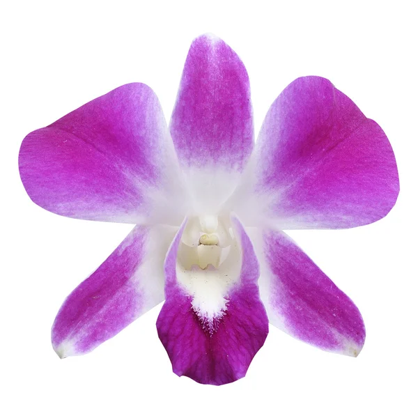 Violet orchid Royalty Free Stock Photos
