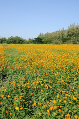 Turuncu cosmos çiçek alanı