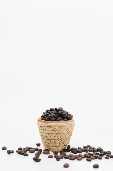 Kruka med kaffe frön — Stockfoto