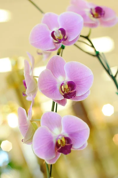 Orquídea violeta em feira pública — Fotografia de Stock