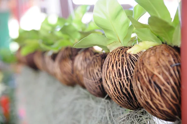 Planten zonder bodem — Stockfoto