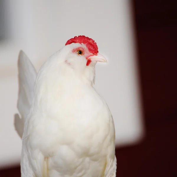 白鶏の肖像画 — ストック写真