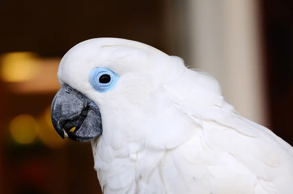 Weißer Ara mit blauen Augen — Stockfoto