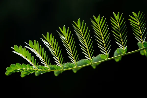 Grünes Blattmuster — Stockfoto