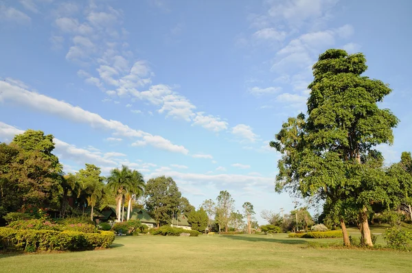 Árbol grande en patio público — Foto de Stock