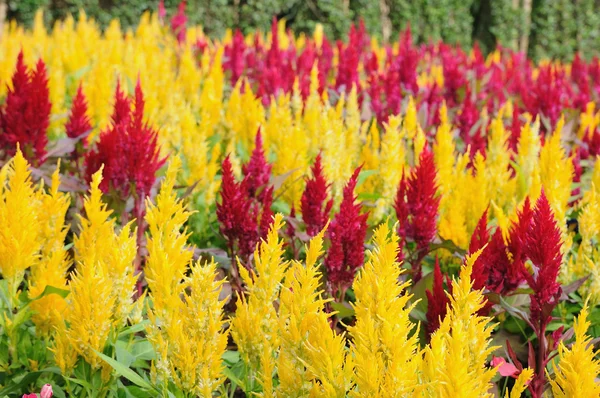 Hermosa flor de color forro — Foto de Stock