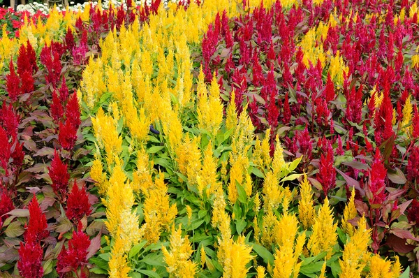 Hermosa flor de color forro —  Fotos de Stock
