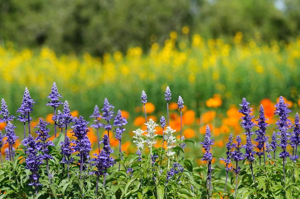 Lavendel och andra blommor fält — Stockfoto