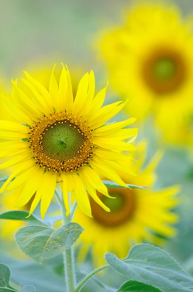 Gruppe von Sonnenblumen — Stockfoto