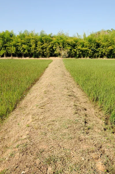 Walkway between rice field — Stock Photo, Image