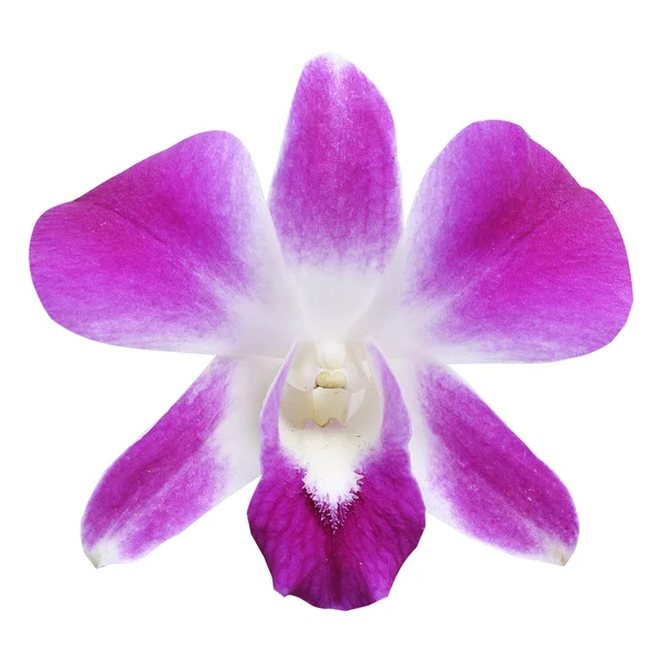 Single beautiful violet orchid Royalty Free Stock Photos