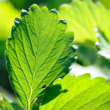 Yeşil çilek yaprağı