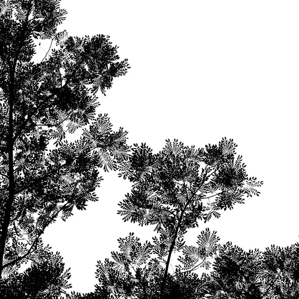 Black and white leaves and trees — Stock Photo, Image