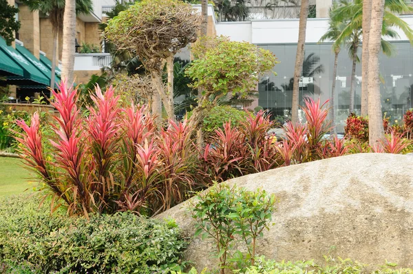 Flores con piedra en el jardín — Foto de Stock