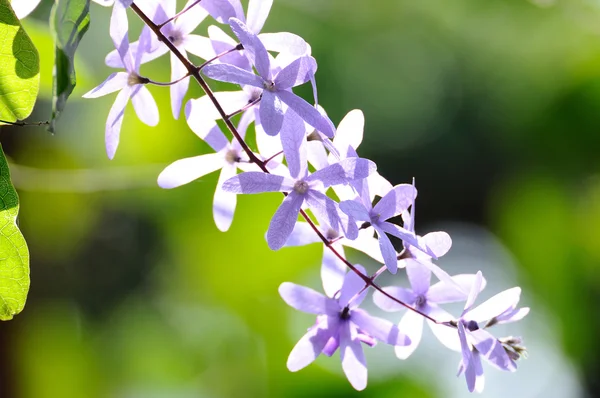 Krásné fialové květiny — Stock fotografie