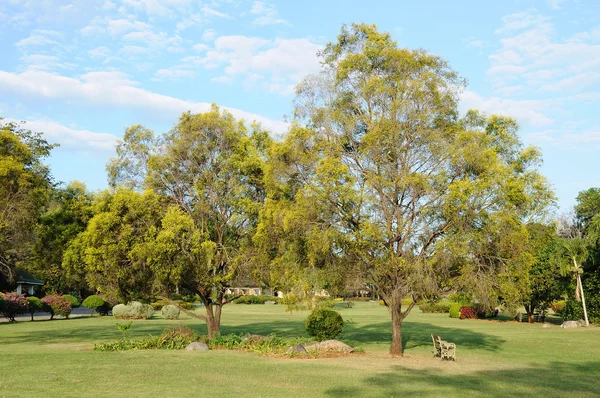 Trees in public yard — Stock Photo, Image