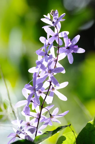 Krásné fialové květiny — Stock fotografie