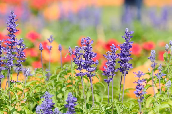 Lavender květiny a dýně — Stock fotografie