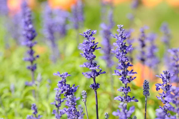 Lavanda y otros campos de flores — Foto de Stock