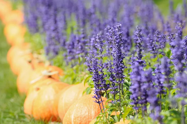 Lavender květiny a dýně — Stock fotografie