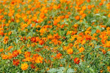 Kozmos çiçekleri alan