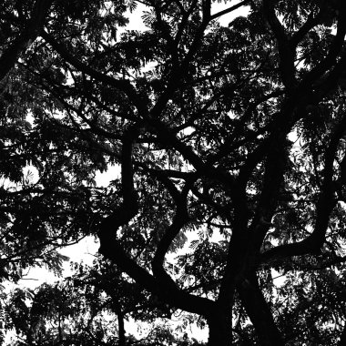 Ağaçlar arka plan şekli