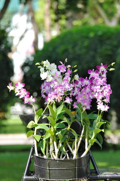 Hermosa orquídea en jardín . —  Fotos de Stock