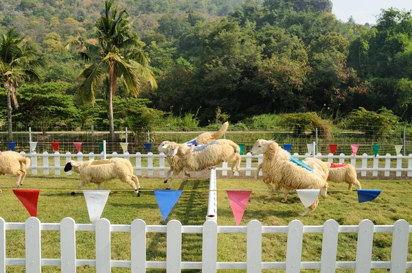 Sheeps skoki płot — Zdjęcie stockowe