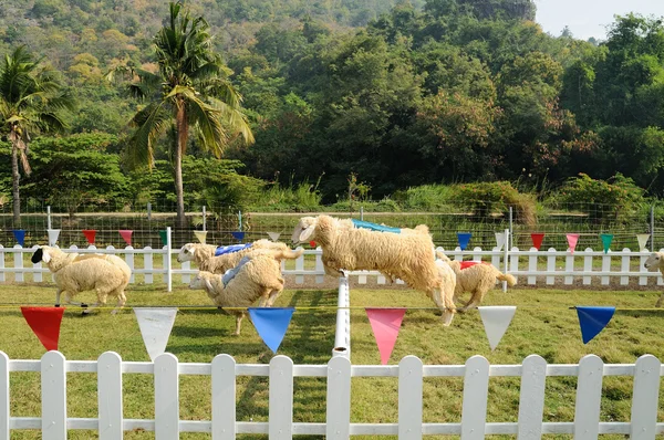 Sheeps jumping over a fence