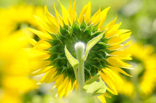 Parte de trás de flores do sol — Fotografia de Stock